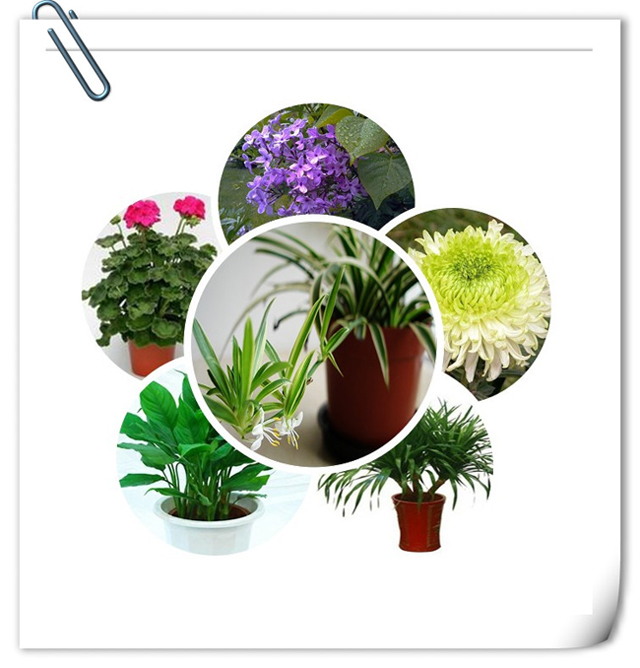 办公室香蕉视频免费下载设计植物选择.jpg