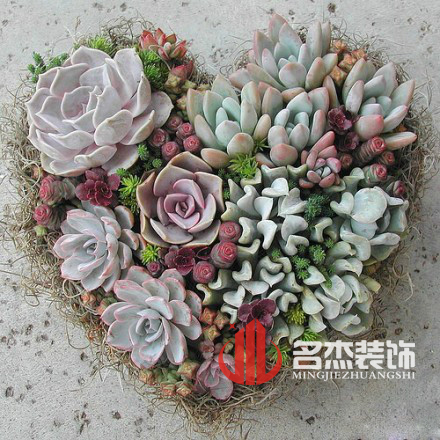 办公室香蕉视频免费下载风水之多肉植物.jpg