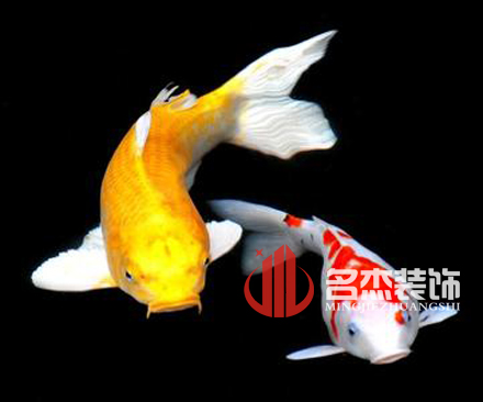 办公室香蕉视频免费下载风水之养殖金鱼.jpg