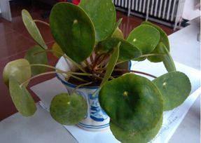 办公室香蕉视频免费下载设计之叶子大植物.jpg
